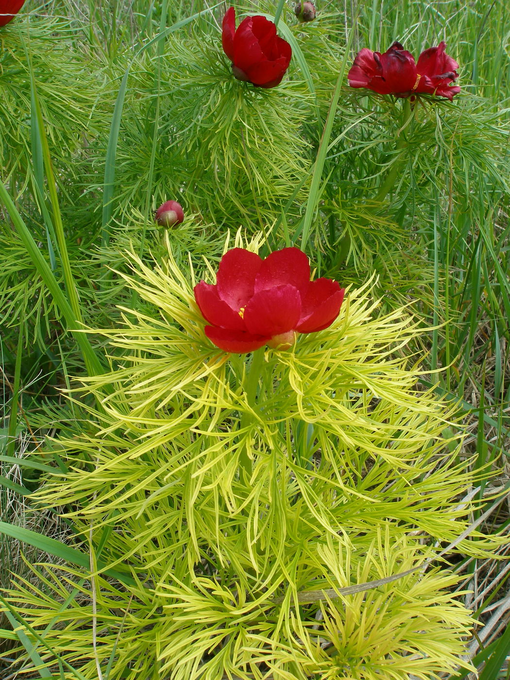 Изображение особи Paeonia tenuifolia.