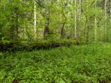 Stellaria nemorum. Зацветающие растения в сообществе с Viola palustris, Galeobdolon luteum, Equisetum. Московская обл., г. Дубна, лесопарк, смешанный лес, возле лесной дороги. 22.05.2020.