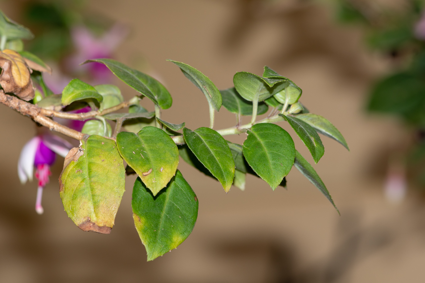 Image of genus Fuchsia specimen.