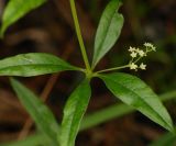 Rubia jesoensis