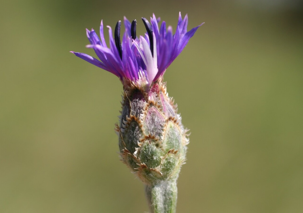 Image of Centaurea cyanomorpha specimen.