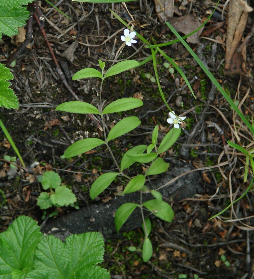 Image of Moehringia lateriflora specimen.