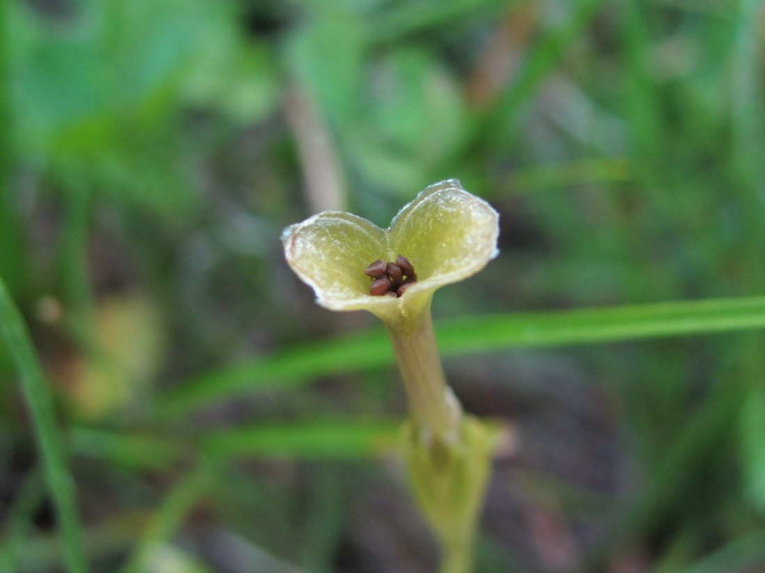 Image of Gentiana aquatica specimen.