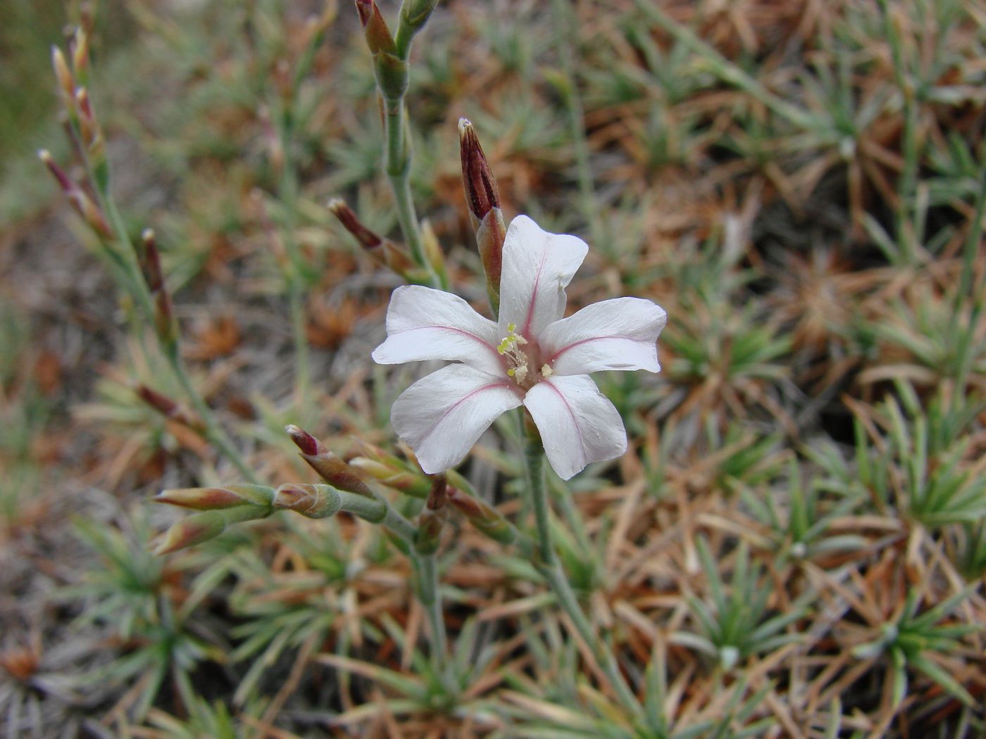 Image of Acantholimon zakirovii specimen.