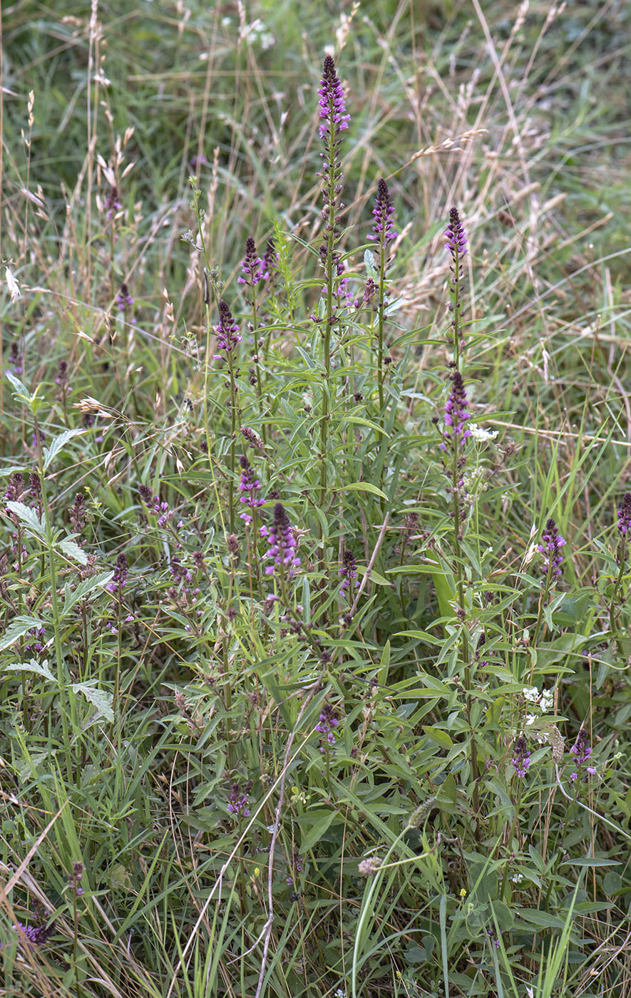 Image of Lysimachia dubia specimen.