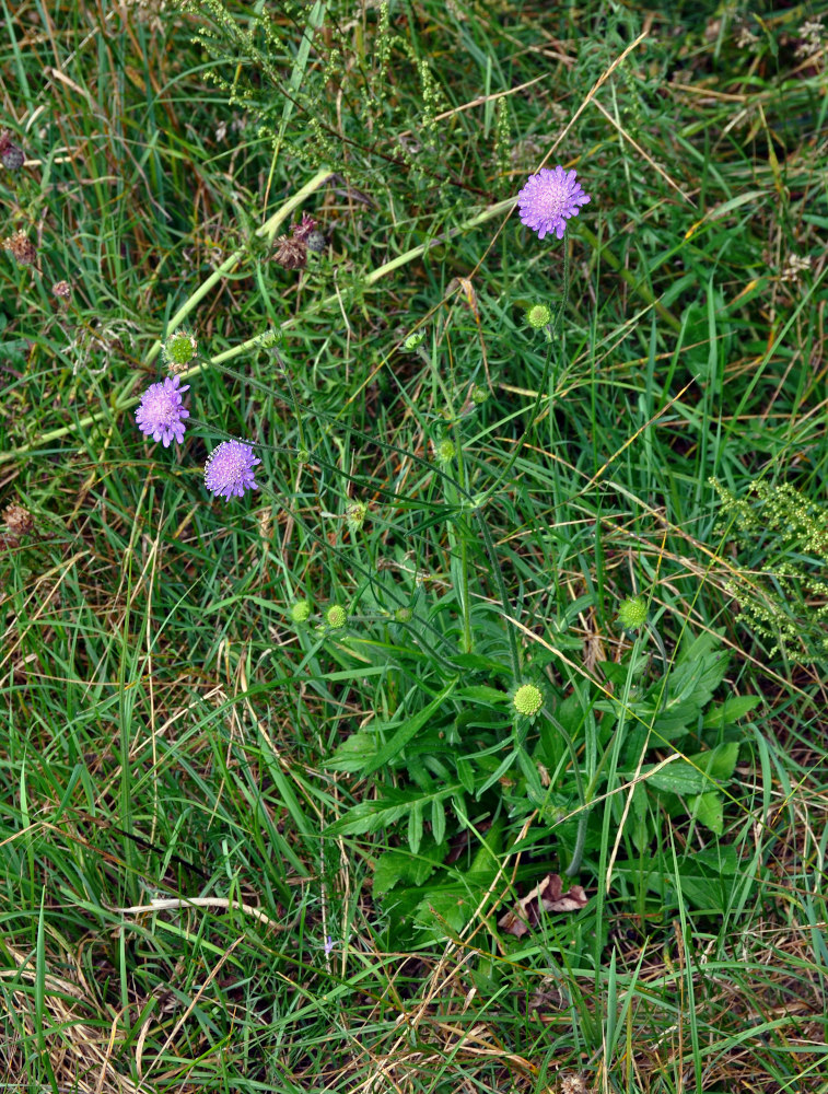 Image of Knautia arvensis specimen.