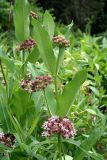 Asclepias syriaca