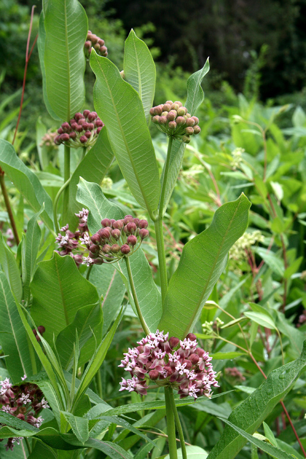 Изображение особи Asclepias syriaca.