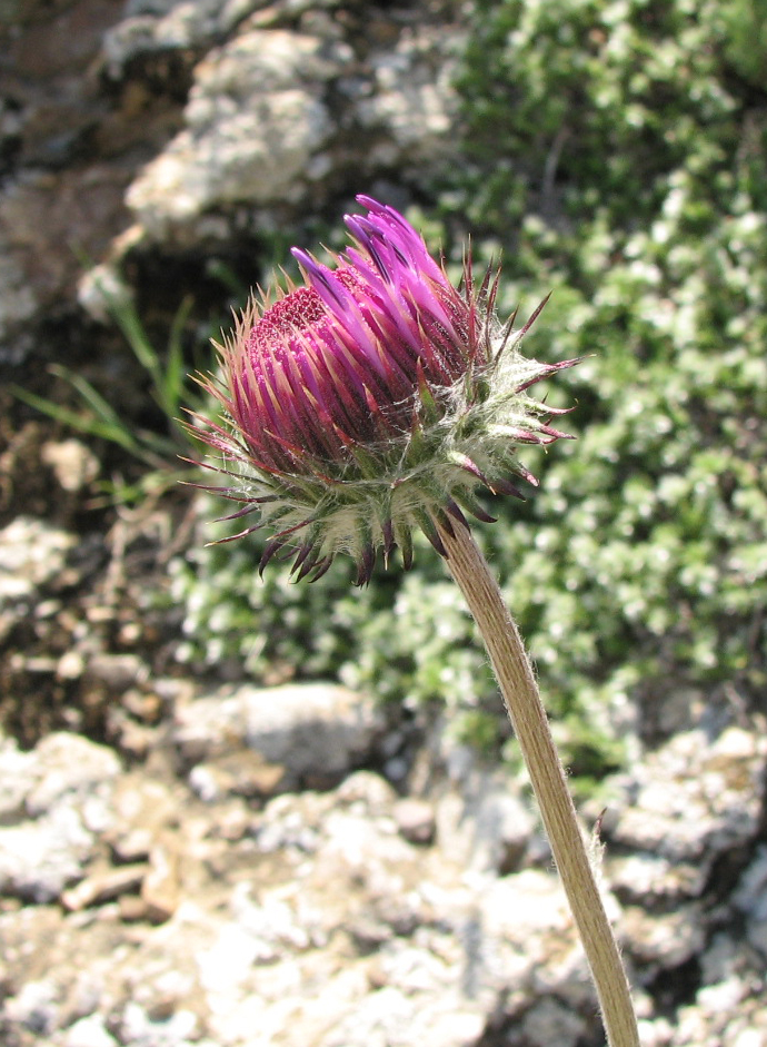 Image of Jurinea roegneri specimen.