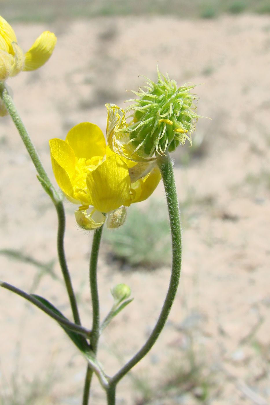 Image of Ranunculus sewerzowii specimen.