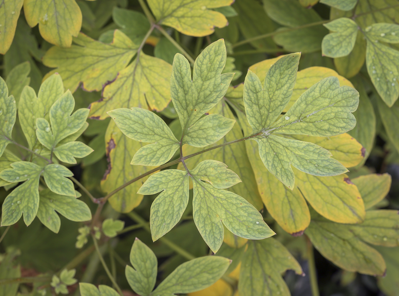 Изображение особи Dicentra spectabilis.