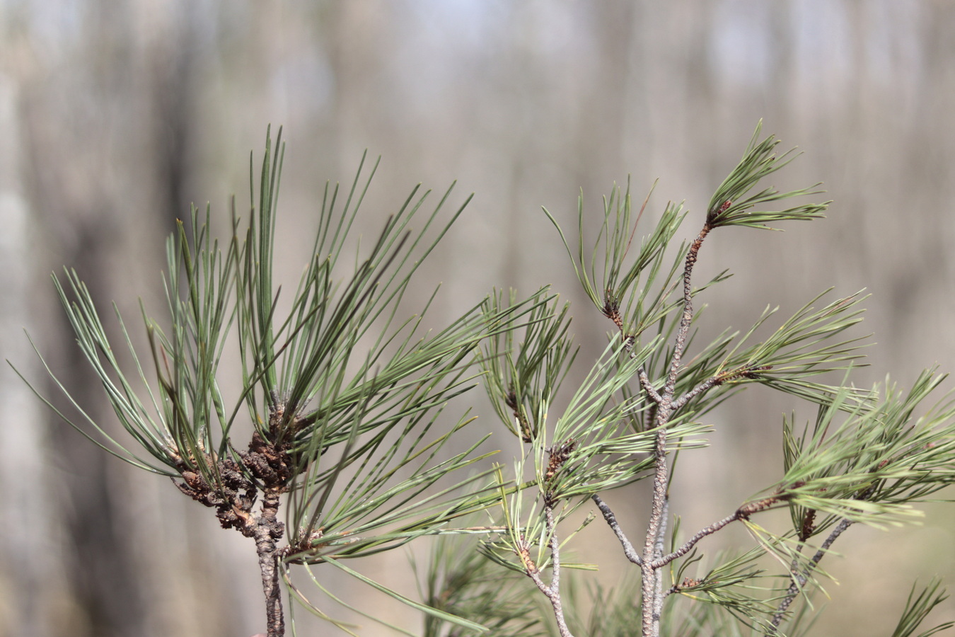 Изображение особи род Pinus.