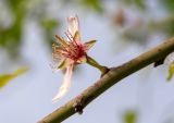 Amygdalus communis. Отцветающий цветок. Израиль, окр. Латруна, редколесье. 19.03.2022.
