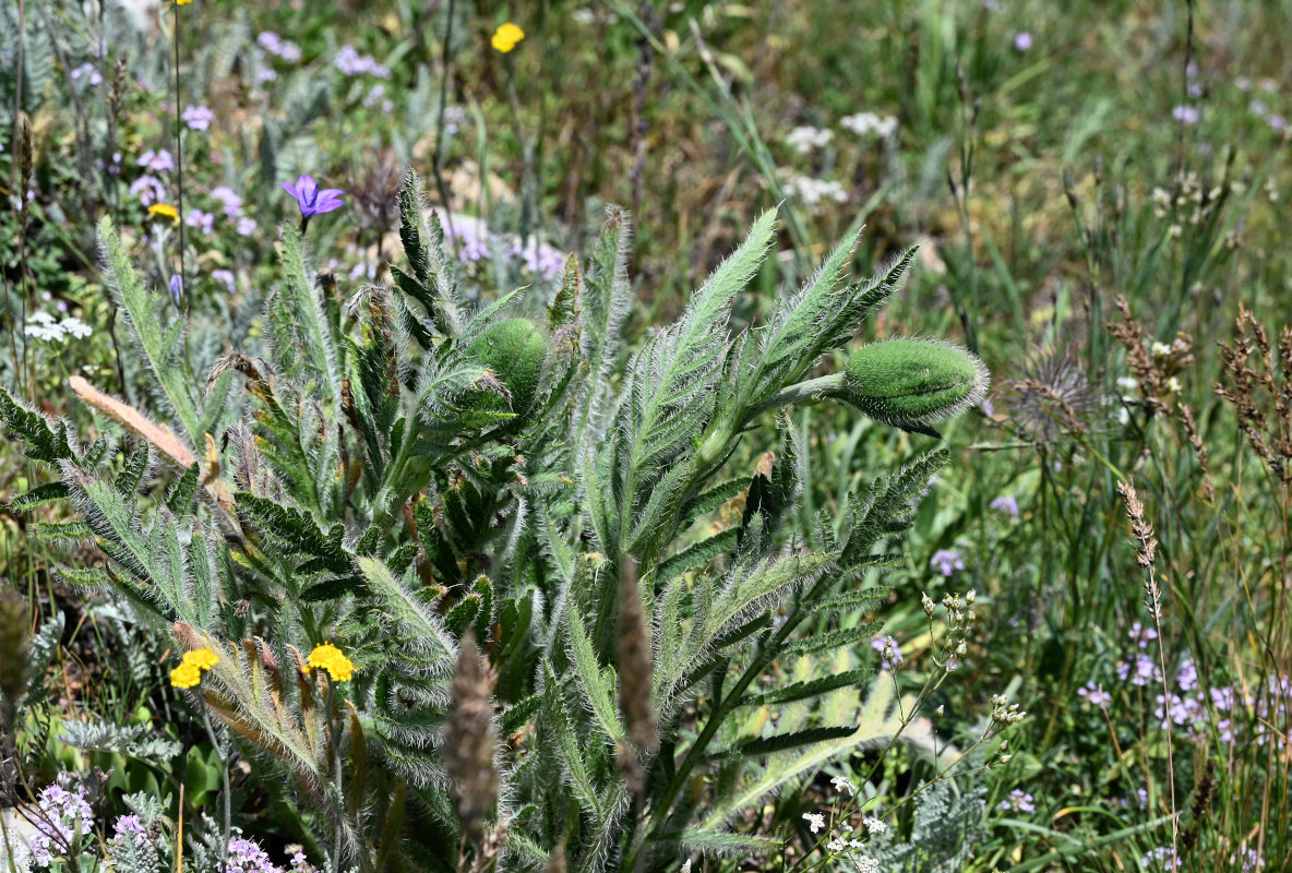 Изображение особи Papaver orientale.