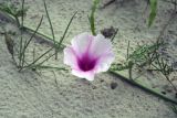 Ipomoea bolusiana. Цветок и лист. Ботсвана, р-н Центральный, Makgadikgadi Pans, на песке. 16.01.2008.