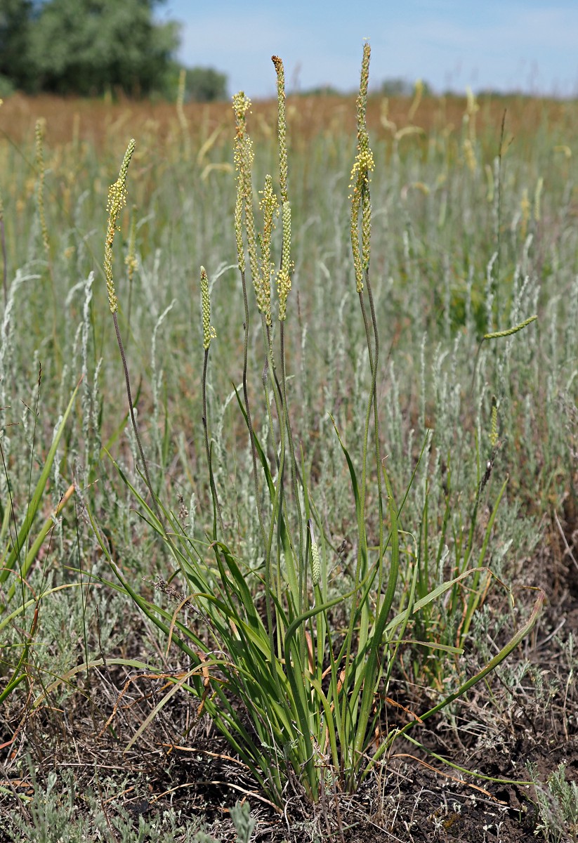 Image of Plantago salsa specimen.