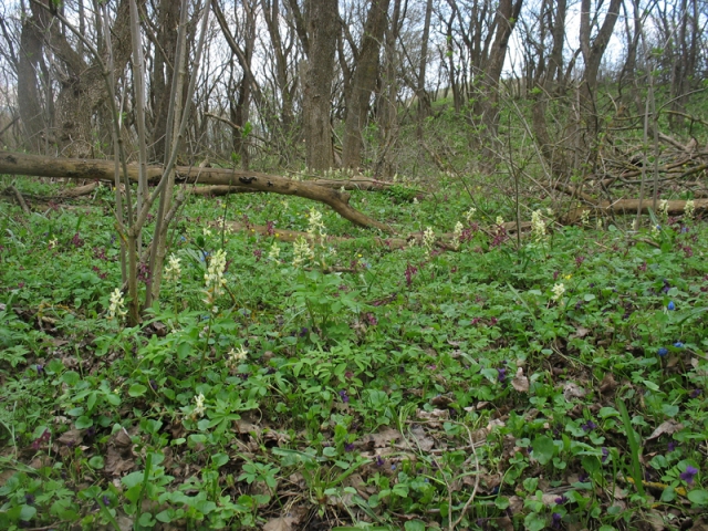 Image of Corydalis caucasica specimen.