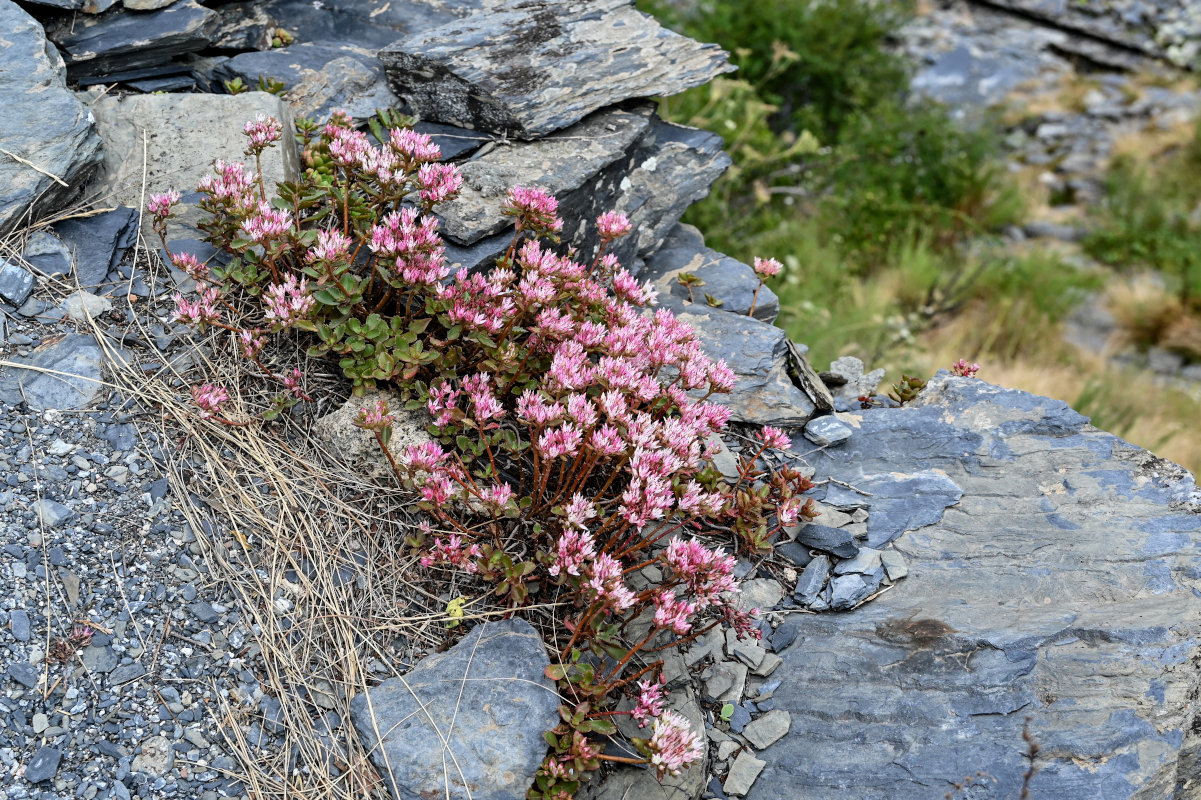 Image of Sedum oppositifolium specimen.