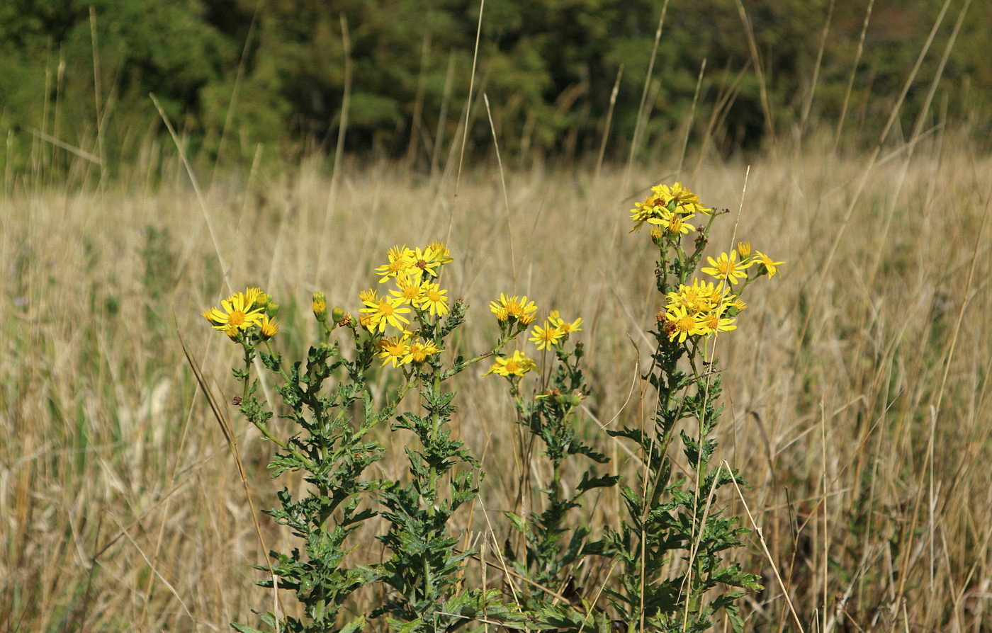 Изображение особи Senecio grandidentatus.