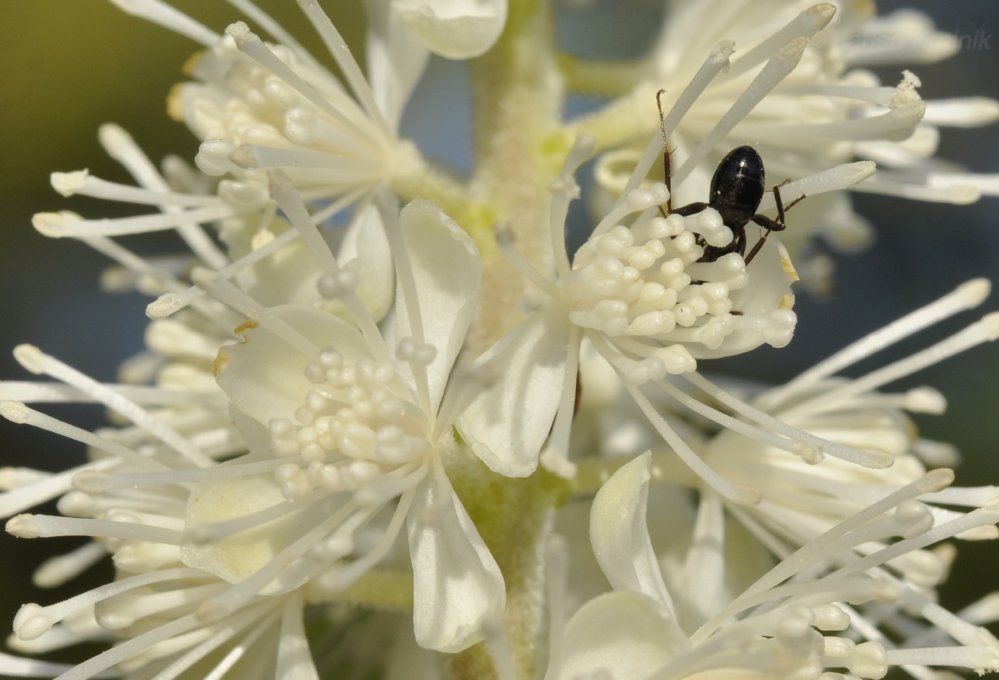 Изображение особи Cimicifuga simplex.