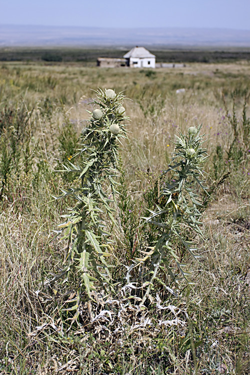 Image of Cirsium turkestanicum specimen.