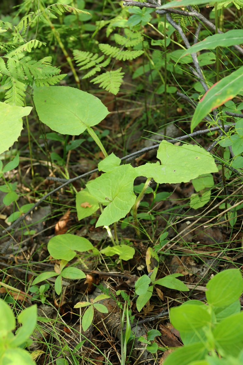 Image of Cicerbita alpina specimen.