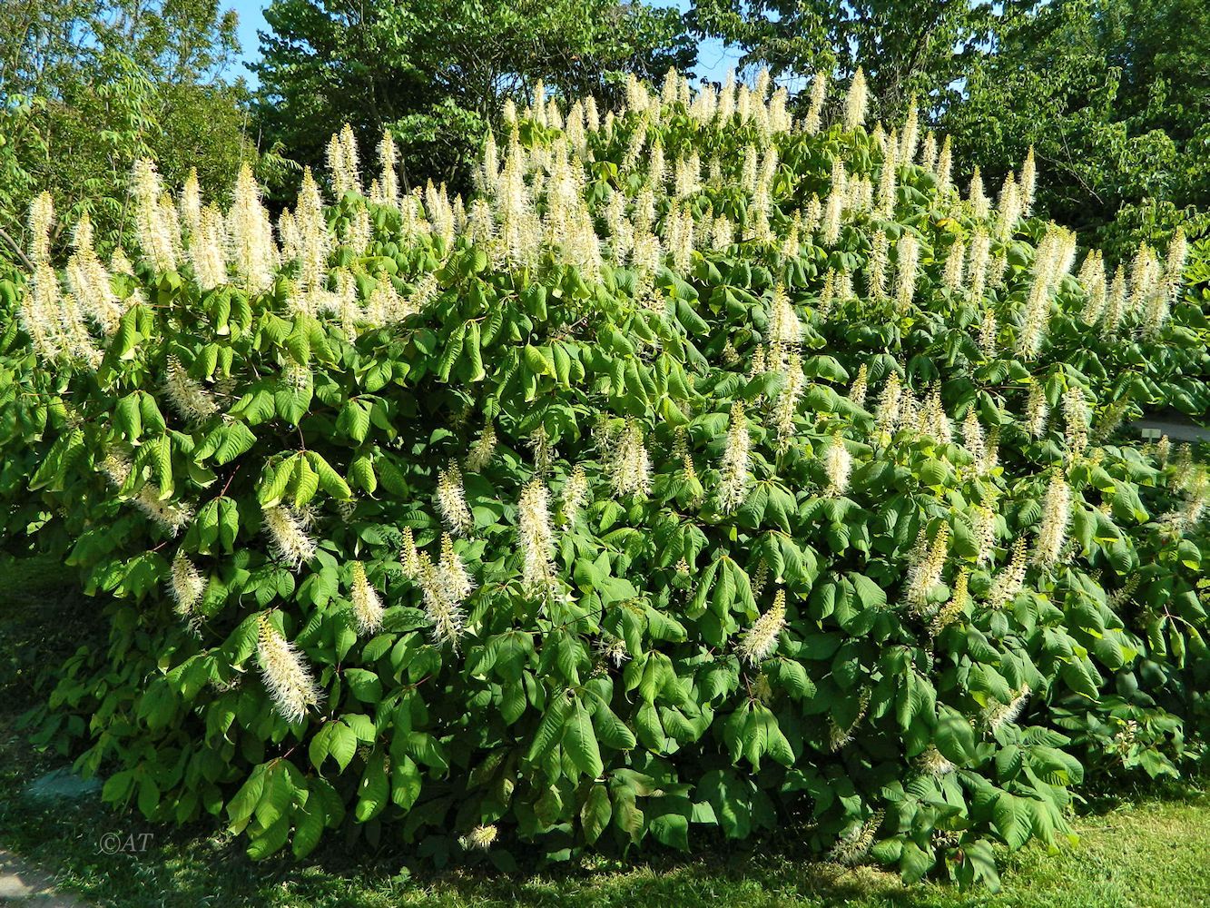 Image of Aesculus parviflora specimen.