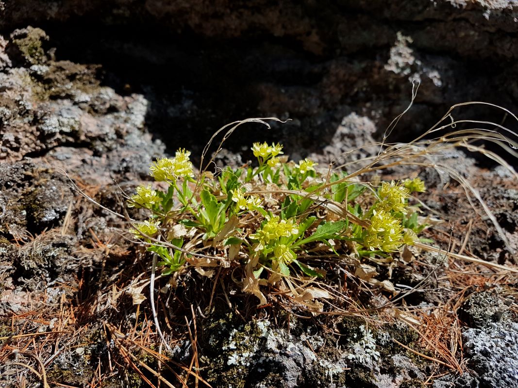 Image of Borodinia macrophylla specimen.