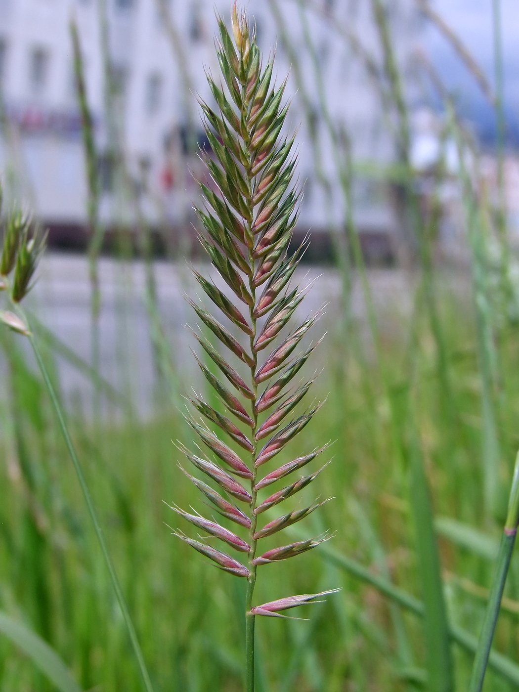 Image of Agropyron pectinatum specimen.