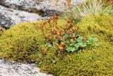 Saxifraga rivularis. Плодоносящие растения в сообществе со мхом и плодоносящей Saxifraga cespitosa (позади). Кольский р-н, окр. с. Териберка, природный парк «Териберка», высота 111.7 рядом с батареей № 199, сырая задернованная окрайка покатого плоского скального обнажения. 04.08.2022.