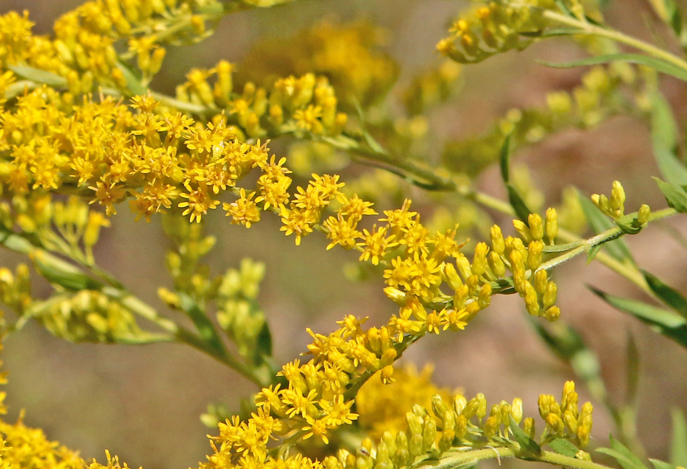 Изображение особи Solidago canadensis.