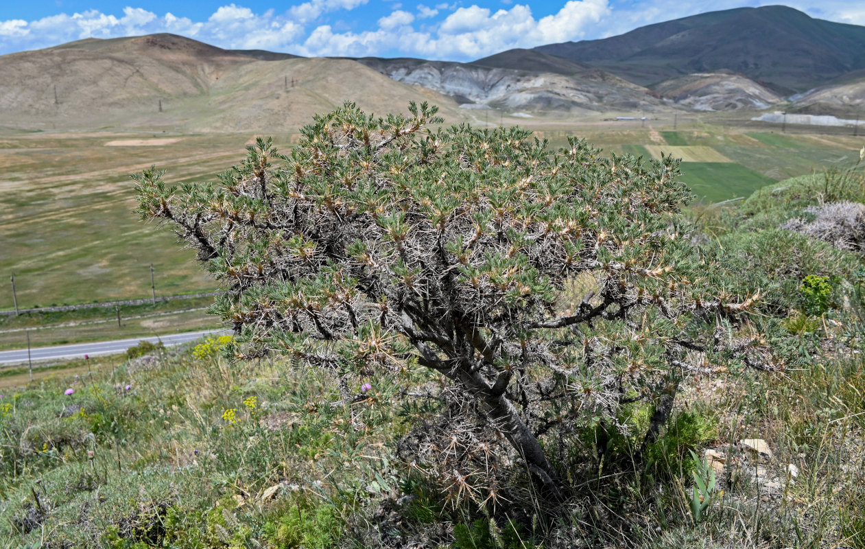 Изображение особи Astragalus microcephalus.