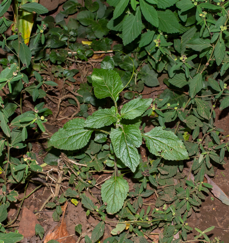 Изображение особи Ageratum houstonianum.