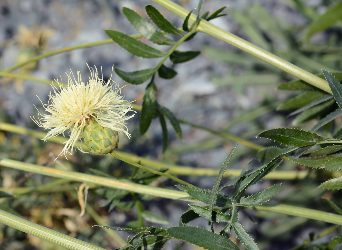 Изображение особи Rhaponticoides kasakorum.