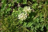 Sedum oppositifolium. Цветущее растение. Чечня, Итум-Калинский р-н, окр. ур. Цамадой, выс. 2000 м н.у.м., луг. 6 августа 2023 г.