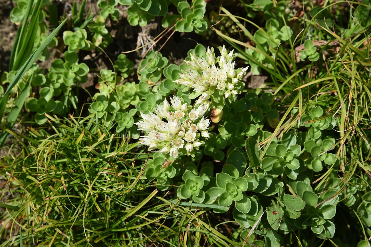 Image of Sedum oppositifolium specimen.