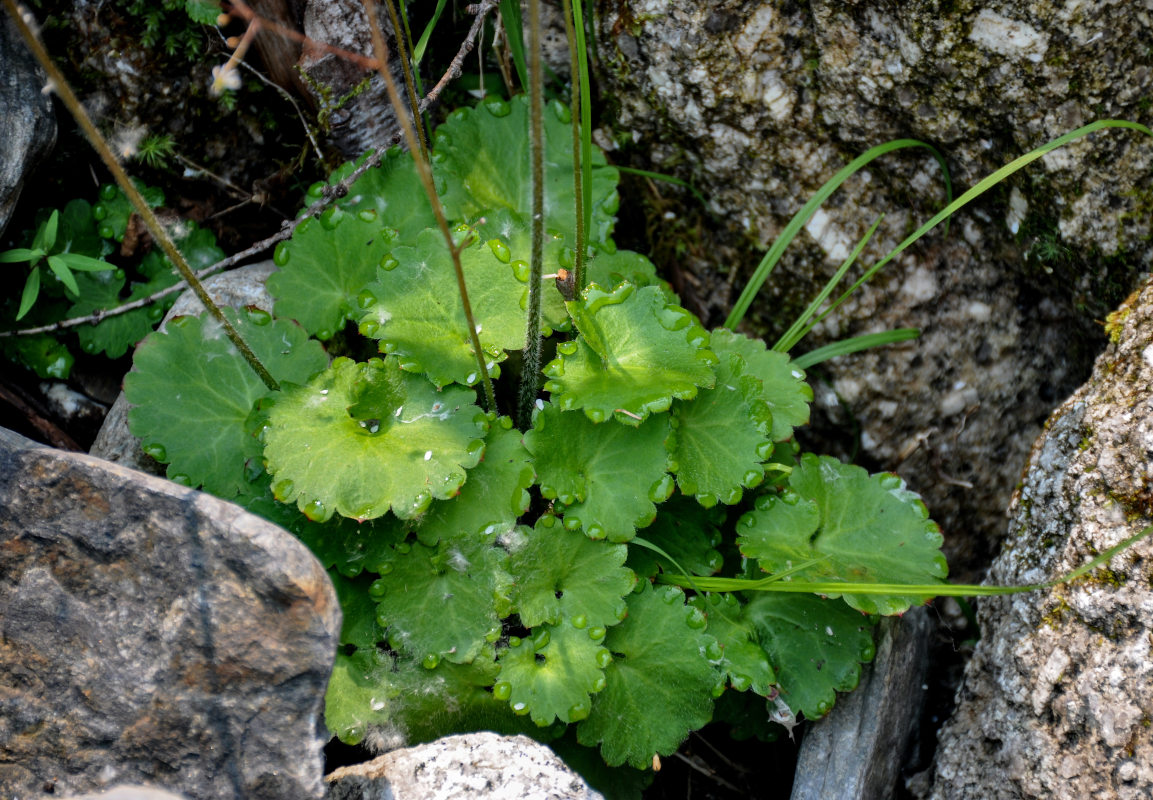 Image of Micranthes aestivalis specimen.