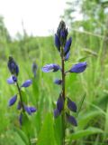 Polygala vulgaris