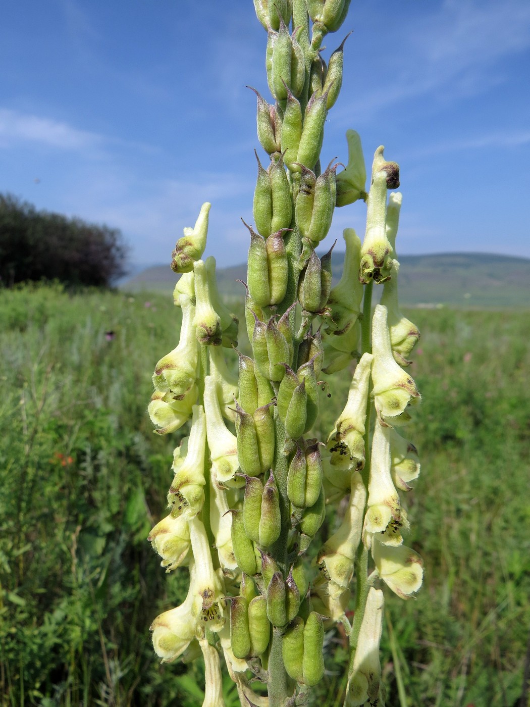 Image of Aconitum barbatum specimen.