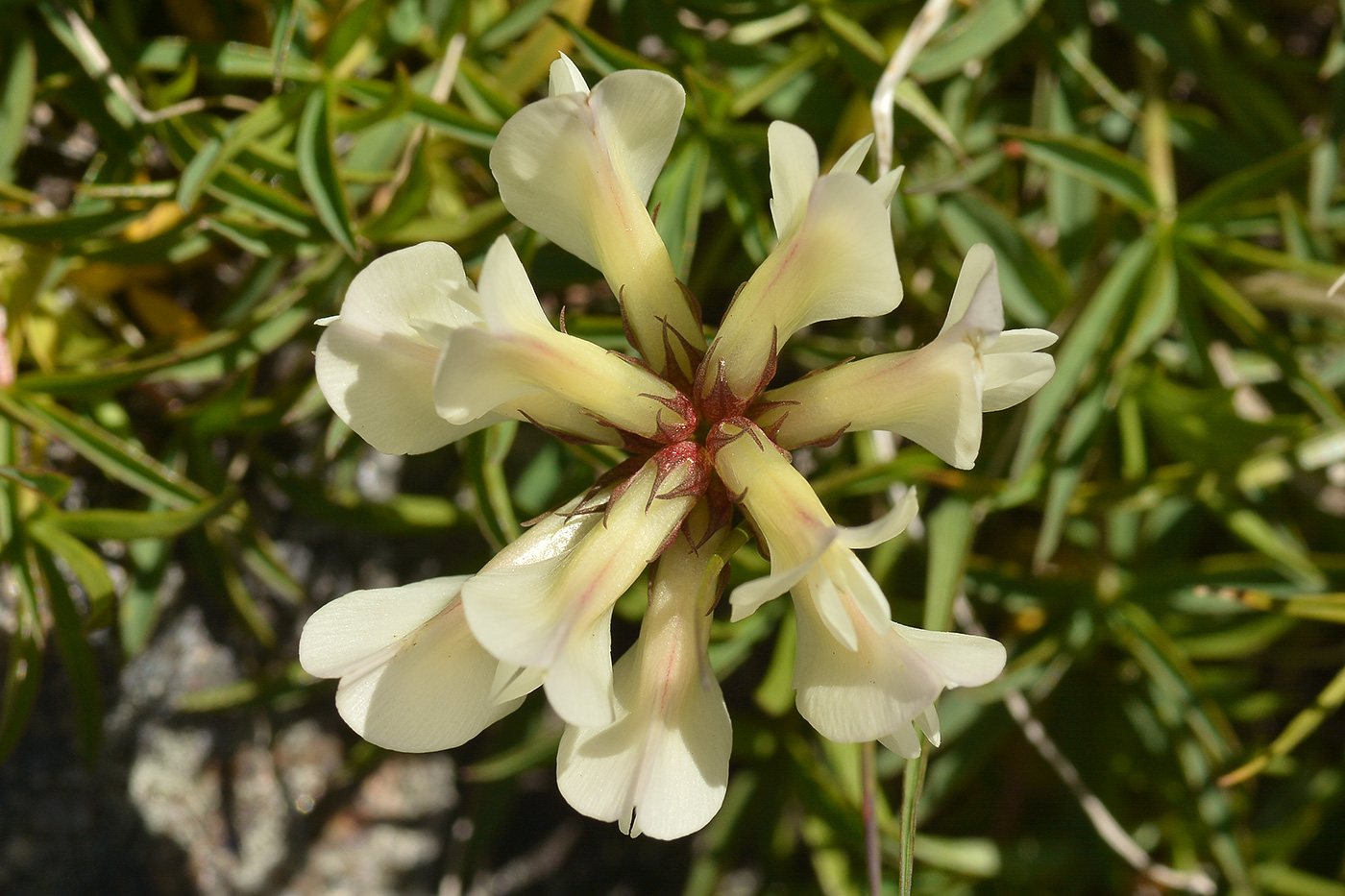 Image of Trifolium polyphyllum specimen.