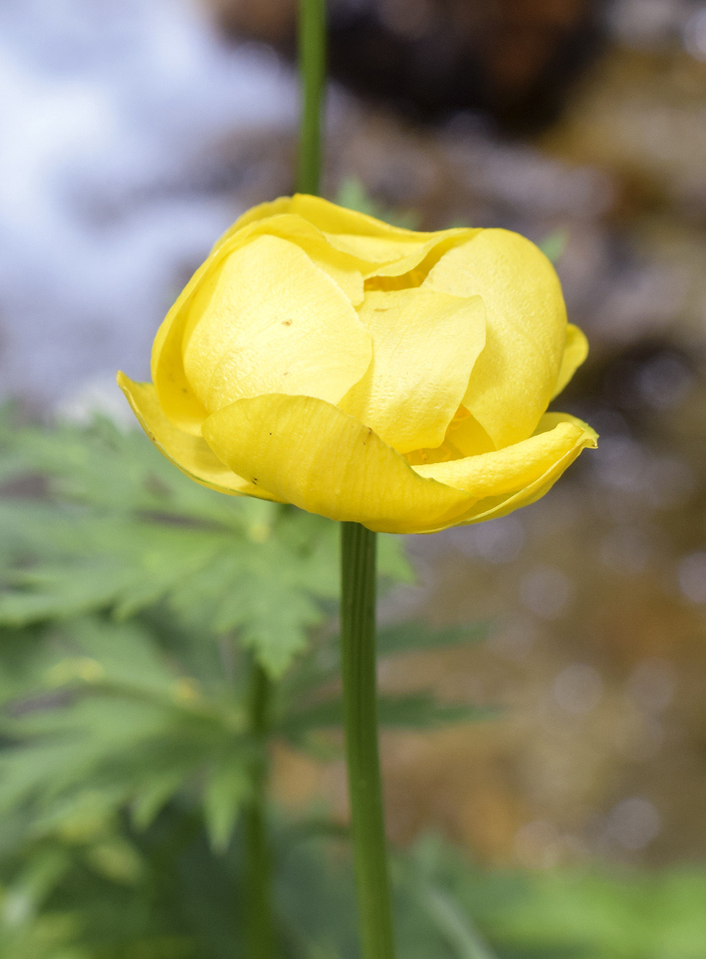 Изображение особи Trollius europaeus.