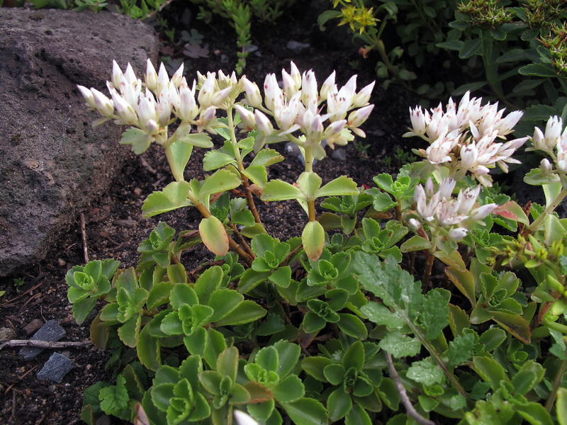 Image of Sedum oppositifolium specimen.