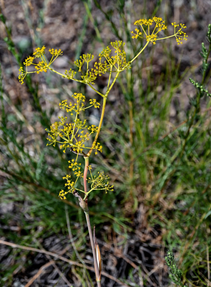 Image of Ferula caspica specimen.