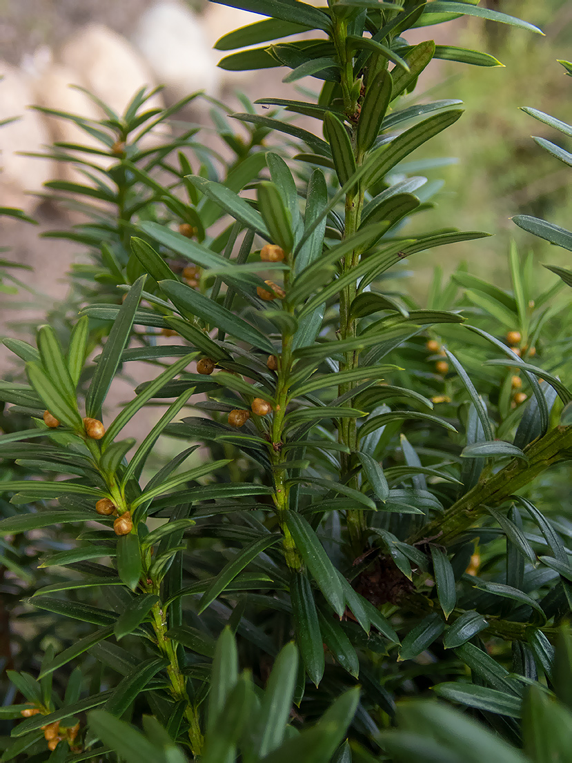 Image of genus Taxus specimen.