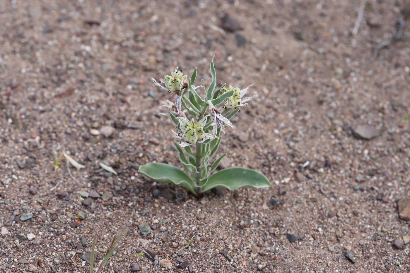 Image of Rhinopetalum karelinii specimen.