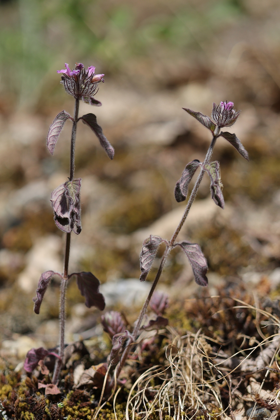 Image of Clinopodium caucasicum specimen.