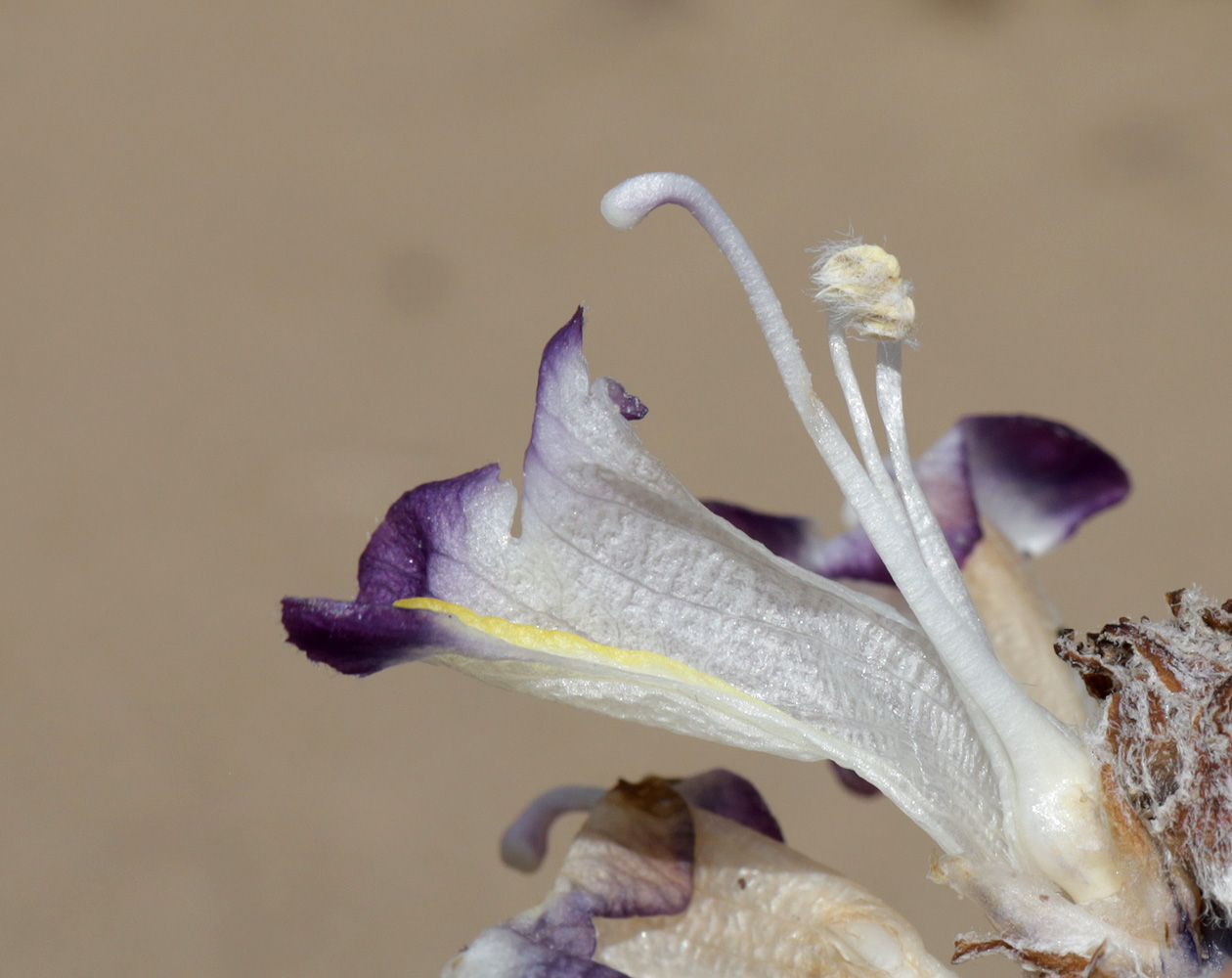 Image of Cistanche salsa specimen.