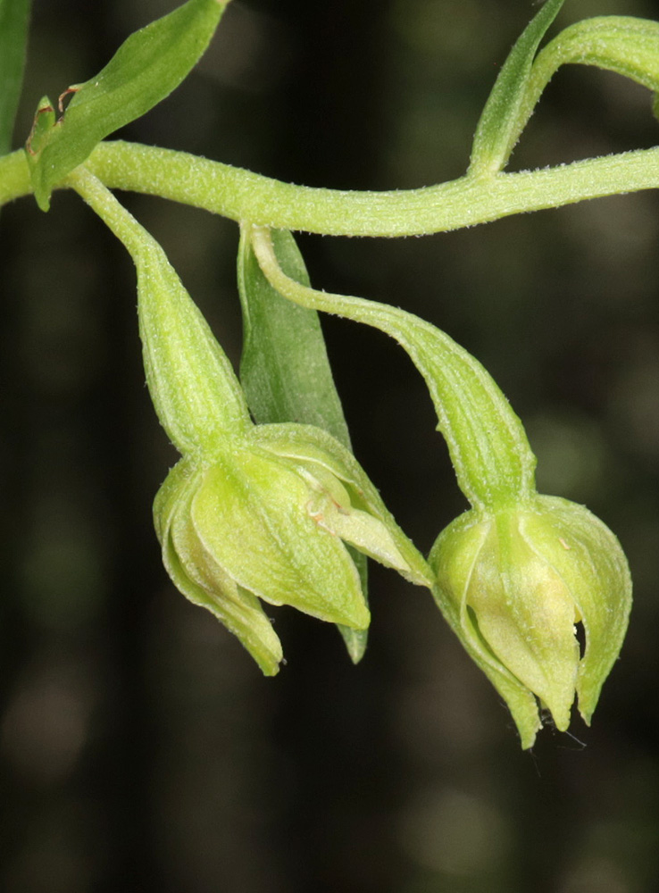 Image of Epipactis euxina specimen.