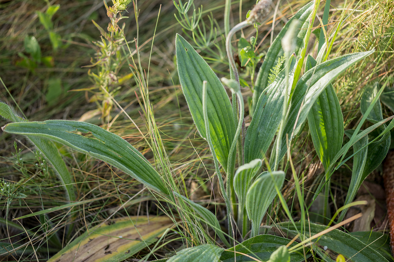 Изображение особи Plantago urvillei.