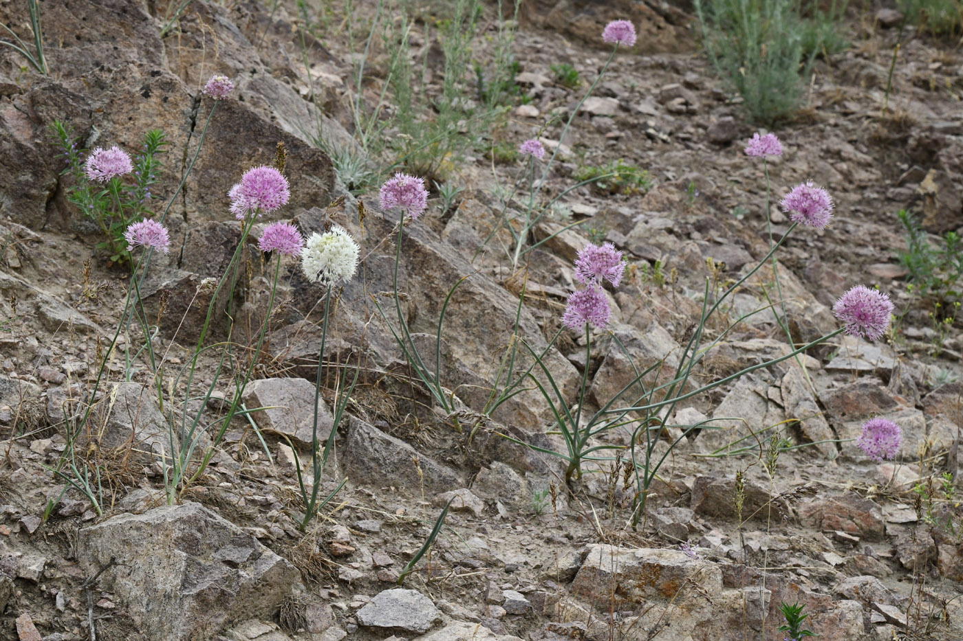 Image of Allium caricifolium specimen.